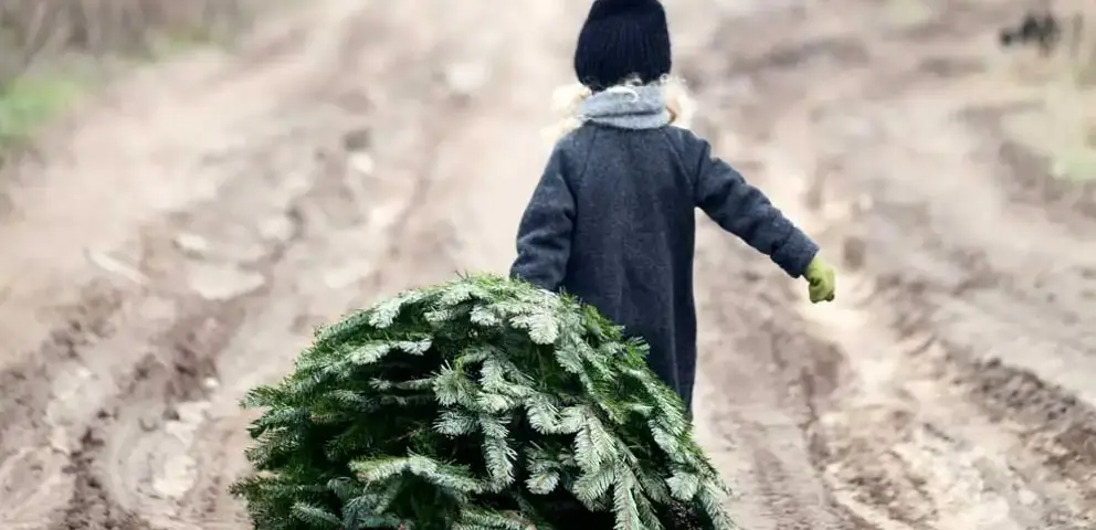 Children picking up a Christmas tree